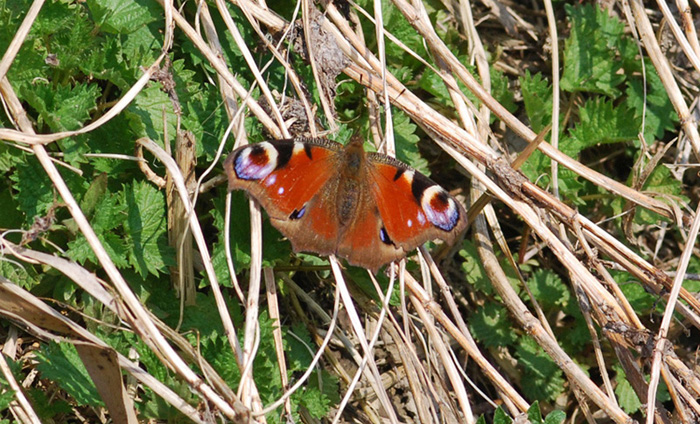 Aglais s'' desta